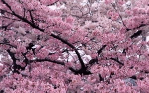 the unique of sakura flower in japan