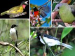 endemic bird species of kelimutu